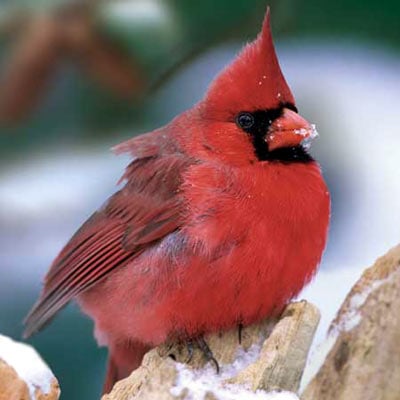 audubon collection, wildlife protection buffalo jigsaw puzzle, northern cardinal northerncardinaliii