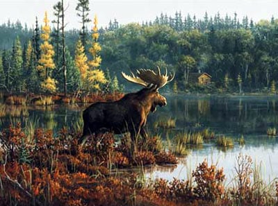 hautman brothers collection by buffalo, black bay moose photo blackbaymoose