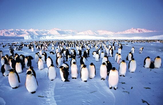clementoni jigsaw puzzle, 1000 pieces, penguin colony penguincolony