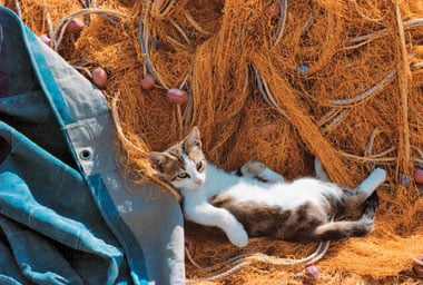 clementoni jigsaw puzzle, 1000-pieces puzzle of a cat in fishing nets, new in the box puzzles, sailorscat
