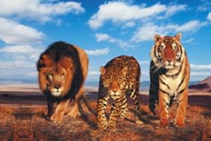WildLife lion tiger leopard side by side 1000 pieces jigsaw puzzle made by clementoni # 308460 thewildlife