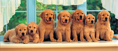 dog family, panorama puzzle, all in a row, clementoni jigsaw puzzle, 1000 pieces panoramic-dog-family-all-in-a-row