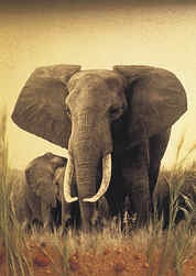 clementoni jigsaw puzzle of an elephant and his baby, 1000 pieces jigsaw puzz theelephant