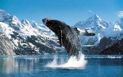 the whale jigsaw puzzle, humpback whale clementoni puzzle, 1000 pieces thewhale