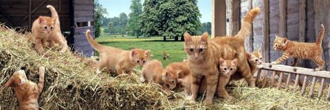 ginger cat family, panorama puzzle, clementoni jigsaw puzzle, 1000 pieces panoramagingercatfamily