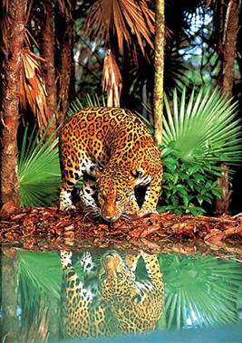 1500 piece jigsaw puzzle of a leopard by clementoni leopard
