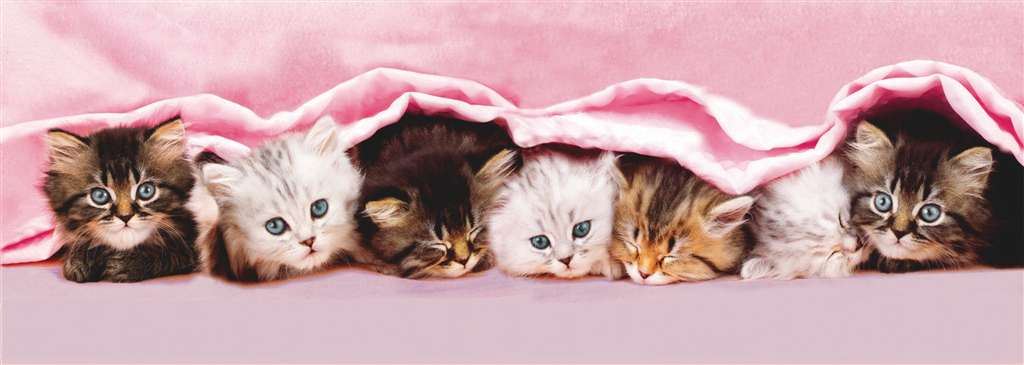 kittens under blanket, panorama puzzle, clementoni jigsaw puzzle, 1000 pieces kittens-under-blanket-panorama