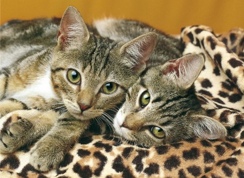 The Eyes of the Cats, 2 cats laying side by side, 1000 pieces jigsaw puzzle made by clementoni # 392 eyes-of-the-cats