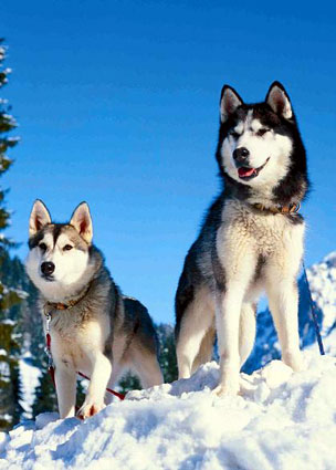  Piece Puzzles on Huskies In The Snow   Ravensburger Jigsaw Puzzle