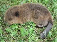 North American Beaver Baby