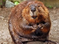 North American Beaver image