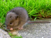 Brown Rat Baby