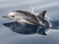 Common Dolphin Baby