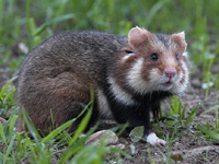 Common Hamster image