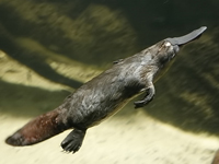 Duckbill Platypus image