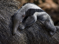 Giant Anteater Baby