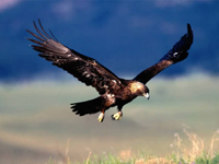 Golden Eagle image