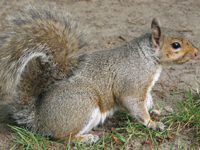 Gray Squirrel image