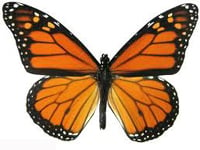 Monarch Butterfly image