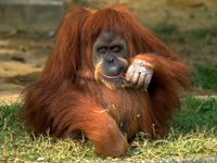 Orangutan image