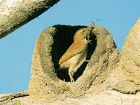 Ovenbird image