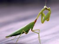 Praying Mantis image