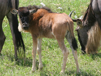 Wildebeest Baby