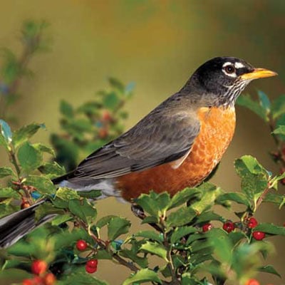 audubon collection, wildlife protection buffalo jigsaw puzzle, american robin americanrobin