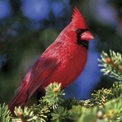 audubon collection, wildlife protection buffalo jigsaw puzzle, northern cardinal northerncardinalii