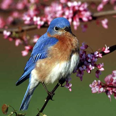 audubon collection, wildlife protection buffalo jigsaw puzzle, eastern bluebird easternbluebirdii