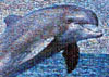 Dolphin, 1000 Piece Jigsaw Puzzle Made by Buffalo