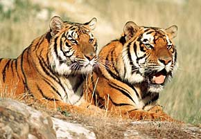 1000 pieces jigsaw puzzle by castorland, tigers relaxing tigers