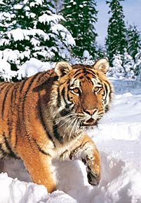 1000 pieces jigsaw puzzle by castorland, winter syberian tiger wintersyberiantiger