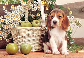 puppy with apples, jigsaw puzzle, 1500 pieces castorland puppywithapples