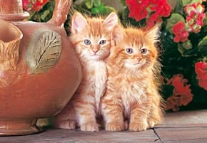 red kittens jigsaw puzzle, cute cats, 1500 puzzle by castorland