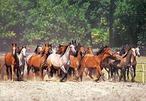 herd of horses photograph, castorland jigsaw puzzle 2000 pieces herdofhorses