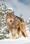 1000 pieces jigsaw puzzle by castorland, wolf in the winter