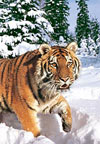 Winter Syberian Tiger, 1000 Piece Jigsaw Puzzle Made by Castorland