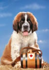 1000 pieces jigsaw puzzle by castorland, st.bernard dog