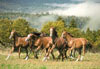 wild horses photo, castorland jigsaw puzzle, 1500 pieces