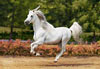 andalusian horse jigsaw puzzle, 1500 pieces by castorland Puzzle
