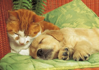 jigsaw puzzle by clementoni, cat and dog sleeping together, cute 1000pieces jigsawpuzzle thetruce