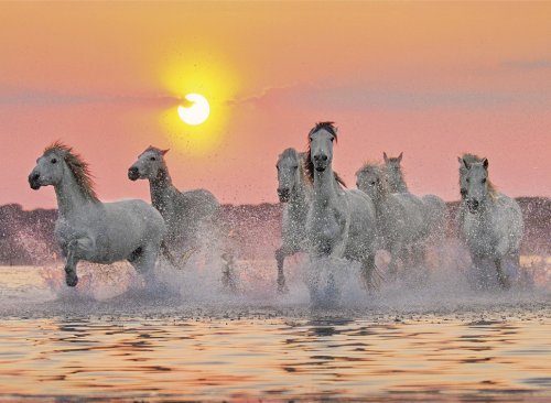 Camargue Horses View Jigsaw Puzzle made by Clementnoi JigsawPuzzles # 31991 camargue-horses