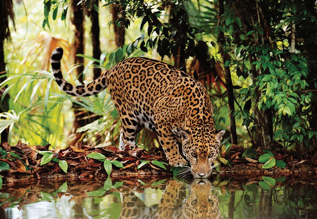 2000 piece jigsaw puzzle of a leopard by clementoni leopard-2000