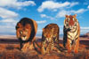 WildLife lion tiger leopard side by side 1000 pieces jigsaw puzzle made by clementoni # 308460 Puzzle