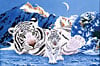 jigsaw puzzle by clementoni 2000 pieces, schim artist, white tiger puzzle Puzzle