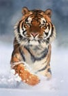 clementoni jigsaw puzzle, 1000 pieces, photo of a majestic tiger in the winter snow by clementoni