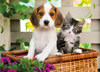 dog-and-cat-jigsaw-puzzle-1000-pieces photo Puzzle