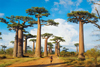 Madagascar photograph jigsaw puzzle clementoni puzzle 1000