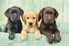 three labrador dogs, 1000 puzzle, all in a row, clementoni jigsaw puzzle, 1000 pieces